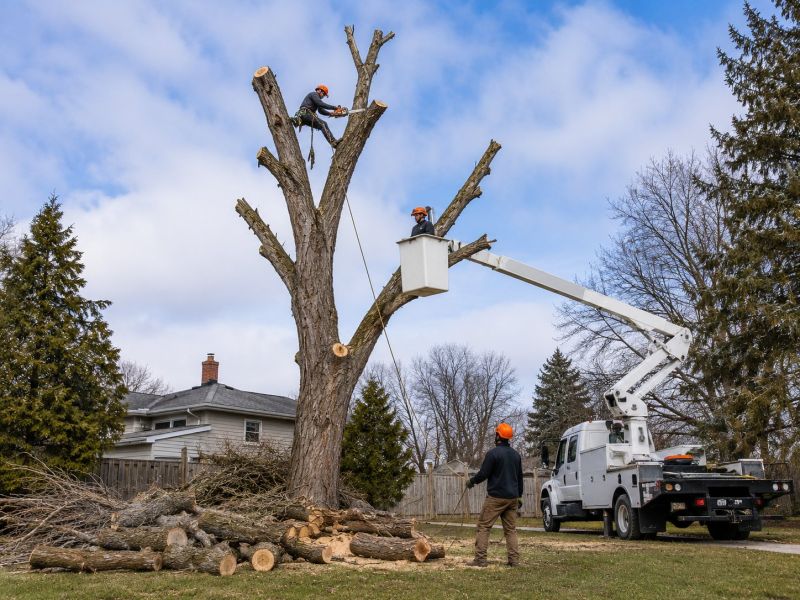 Cherry Tree Removal in Pottstown, PA