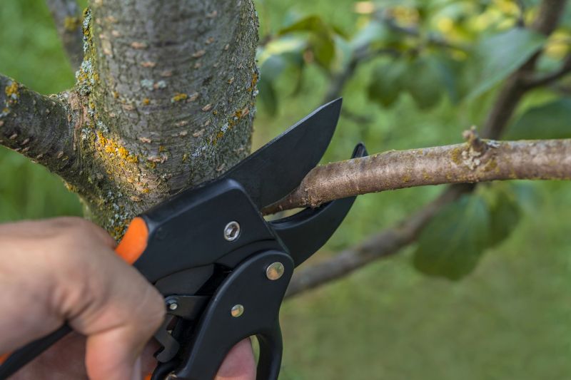 Cypress Tree Removal in Duluth, MN