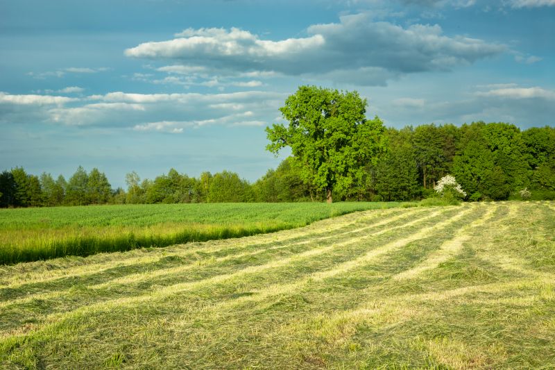Field Clearing in Gwinnett County, GA