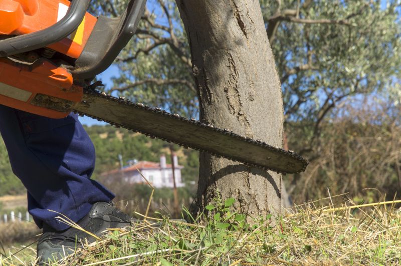 Mimosa Tree Removal in Doylestown, PA