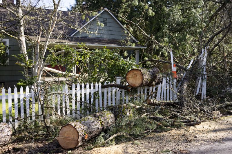 Mimosa Tree Removal in Montgomery County, PA