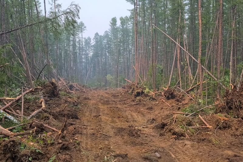 Trees Clearing in Cumming, GA